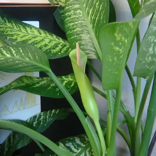 خرید گیاه دیفن باخیا + قیمت فروش استثنایی